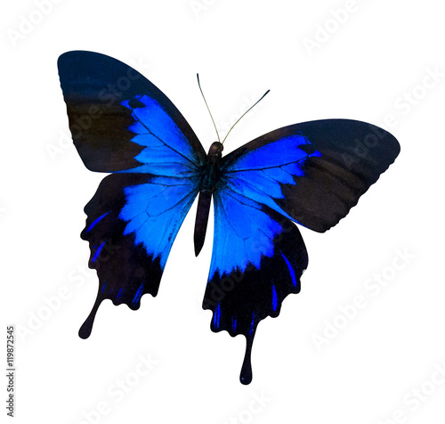 Papilio Ulysses. papilio ulysses isolated on white. butterfly on photo