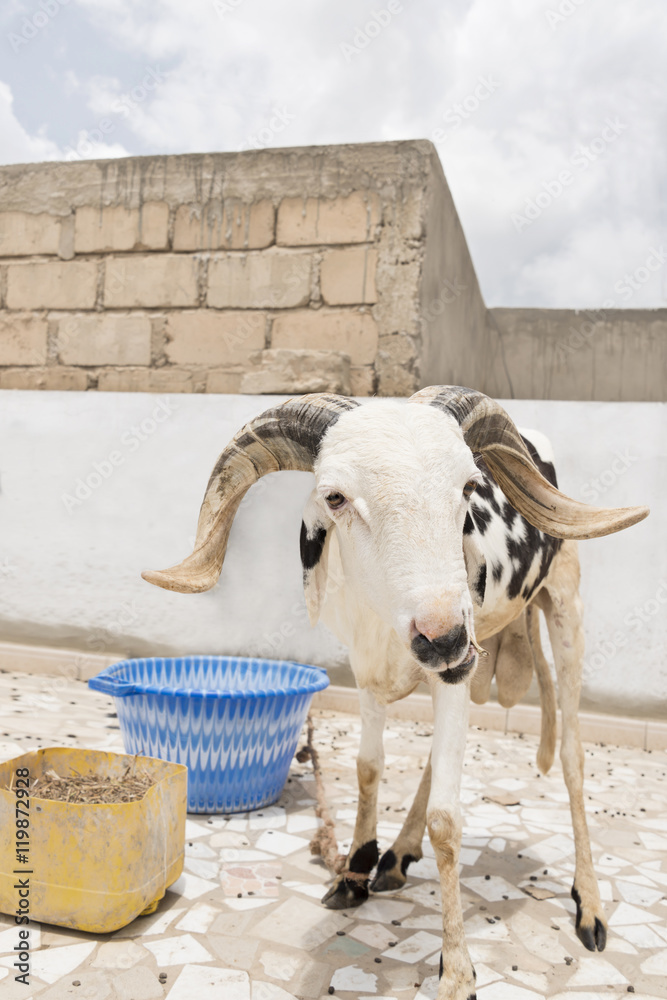 Naklejka premium Domestic Sahelian Ram 