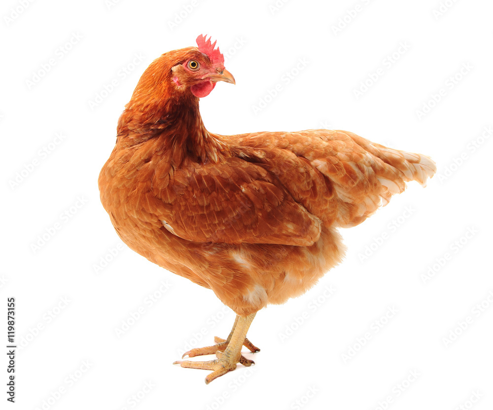 Fototapeta premium The Lohmann Brown chicken