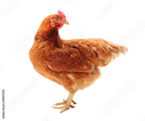 The Lohmann Brown chicken