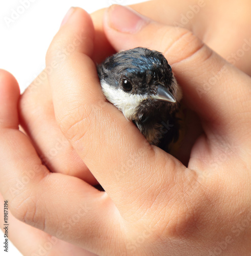Tit in the hand
