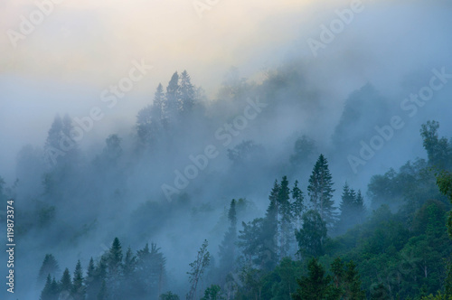 Misty forest on the mountain slope in a nature reserve