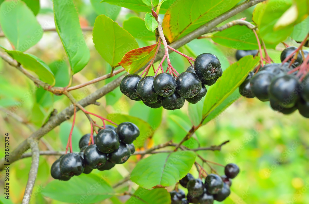 Branches of black chokeberry in the garden Branches of black chokeberry in the garden