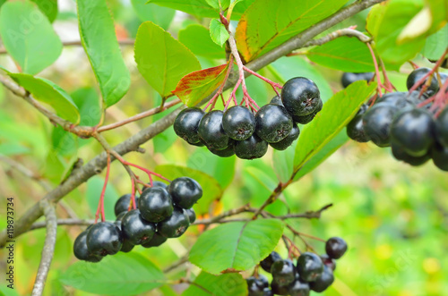 Branches of black chokeberry in the garden