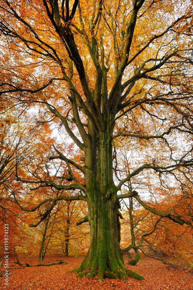 Fototapeta premium Mighty Old Beech Tree in Autumn Forest, Moss Covered Roots