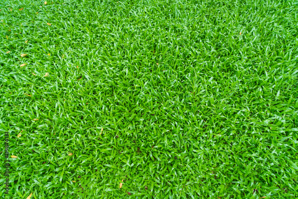 Close-up image of fresh spring green grass Close-up image of fresh spring green grass