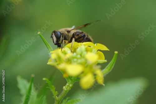 schwebfliege - hoverfly 