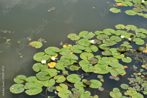 water lily on a lake
