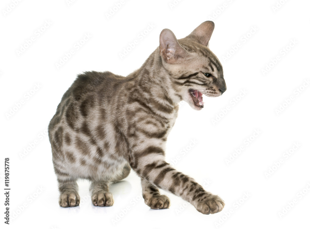 young bengal cat angry