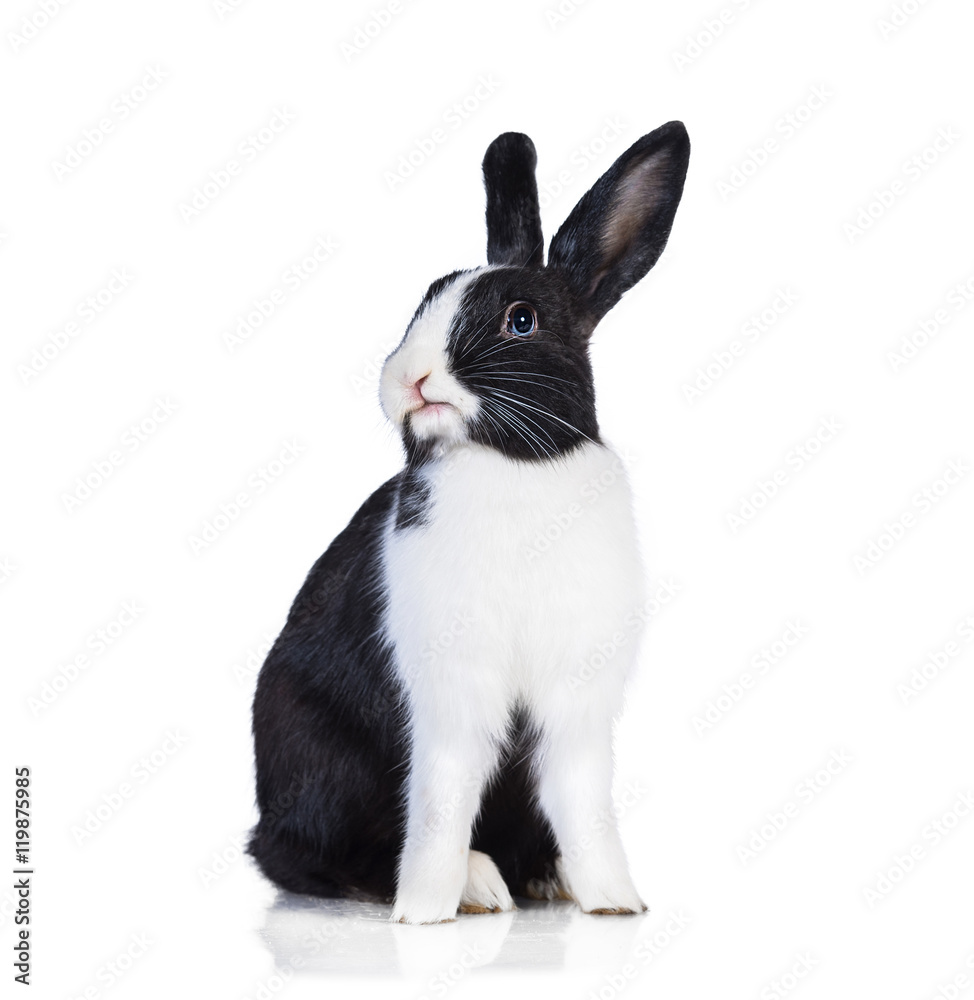 Obraz premium Funny rabbit isolated on white