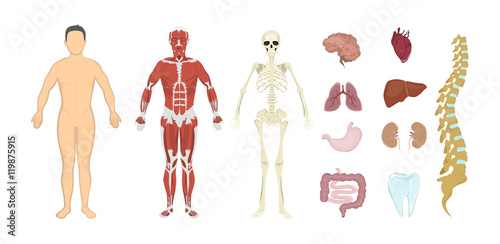 Whole human anatomy. All human body systems as skeleton, skin, organs and muscles. Male body.