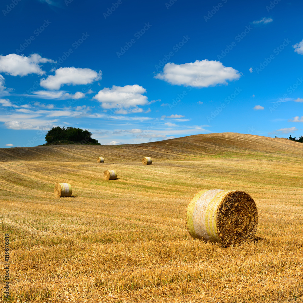 Bales of Straw in Stubble Field during Harvest, Summer Landscape under Blue Sky