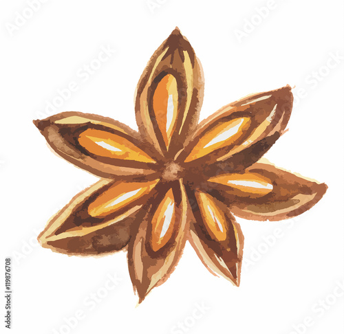 Isolated star anise on white background. Food seasoning and aromatherapy. Asian aromatic herb. Brown seeds.