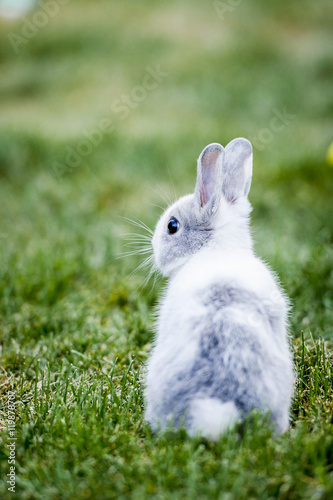 Petit lapin photo