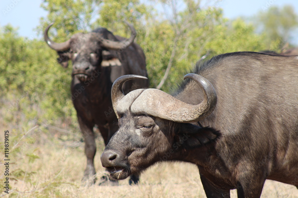 A buffalo chewing grass in Kruger National Park