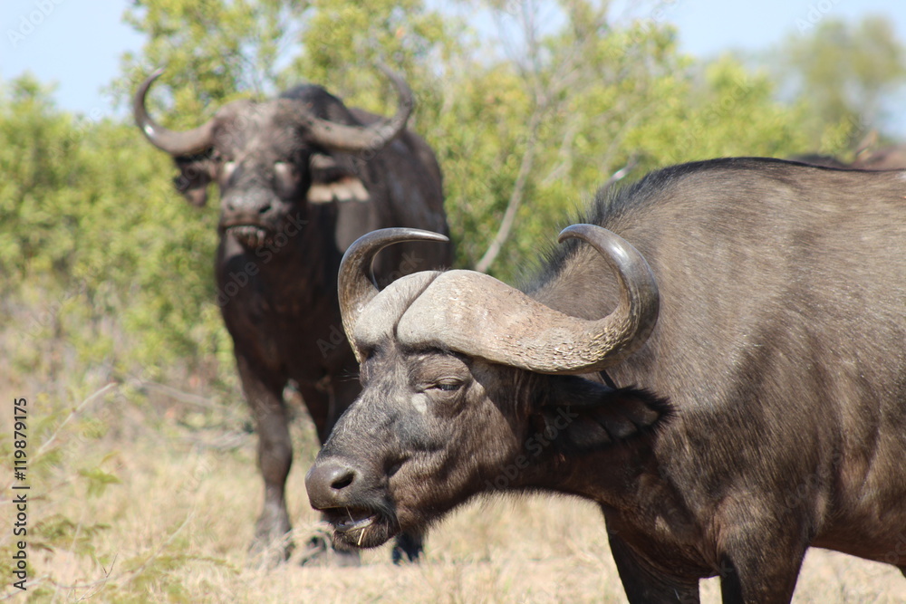 A buffalo chewing grass in Kruger National Park A buffalo chewing grass in Kruger National Park