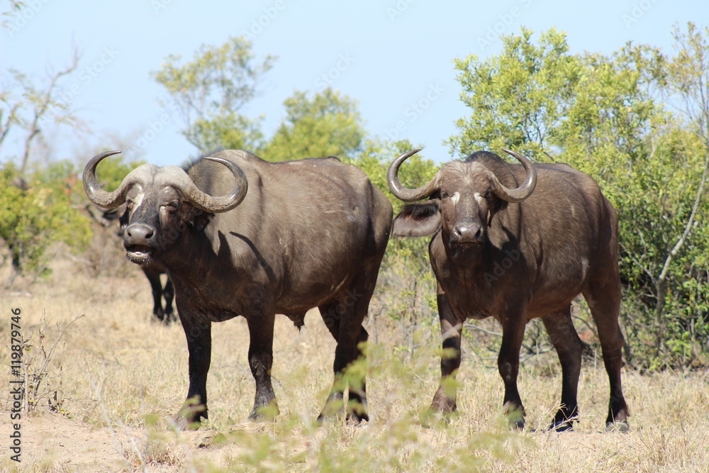 Two standing buffalos in Kruger National Park Two standing buffalos in Kruger National Park