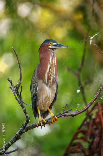 Green heron sitting on a tree