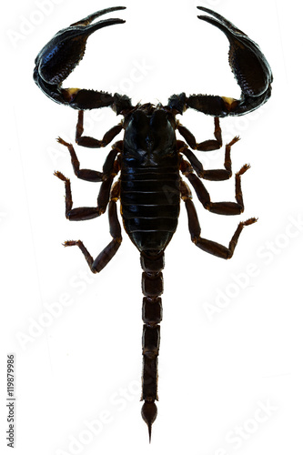 Scorpion Pandinus imperator photo