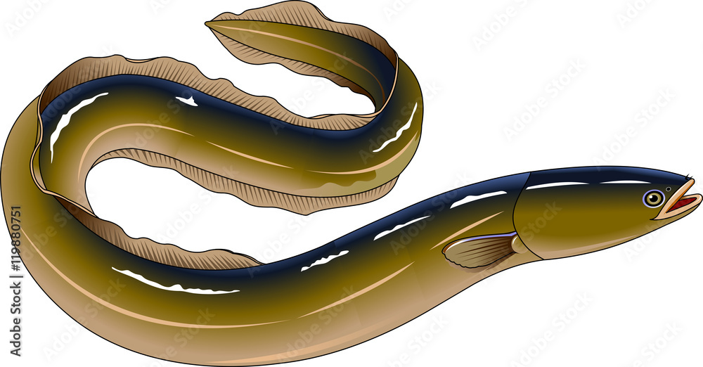 Obraz premium eel