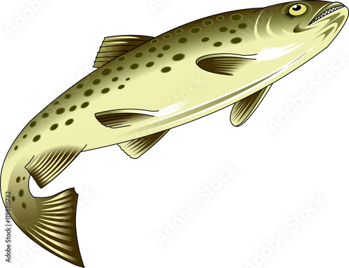 trout