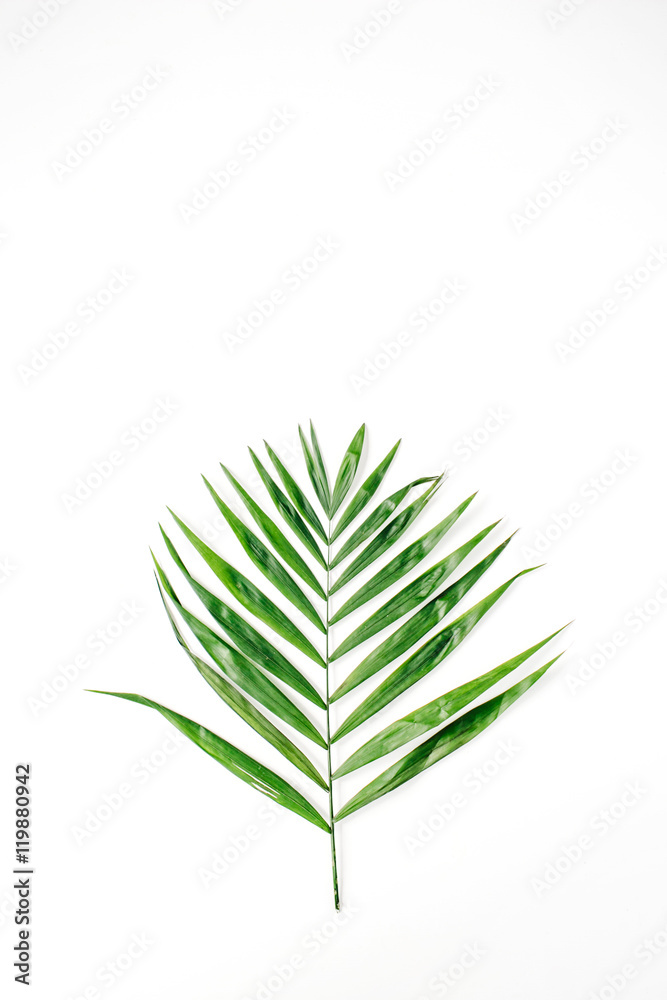 lone palm branch isolated on white background. flat lay, top view lone palm branch isolated on white background. flat lay, top view