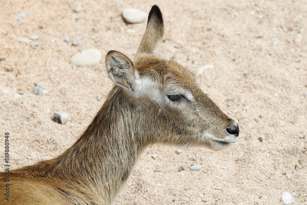 Fototapeta premium antelope