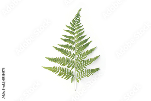 fern branch isolated on white background. flat lay, top view