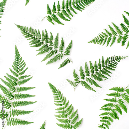 fern branches pattern isolated on white background. flat lay  top view