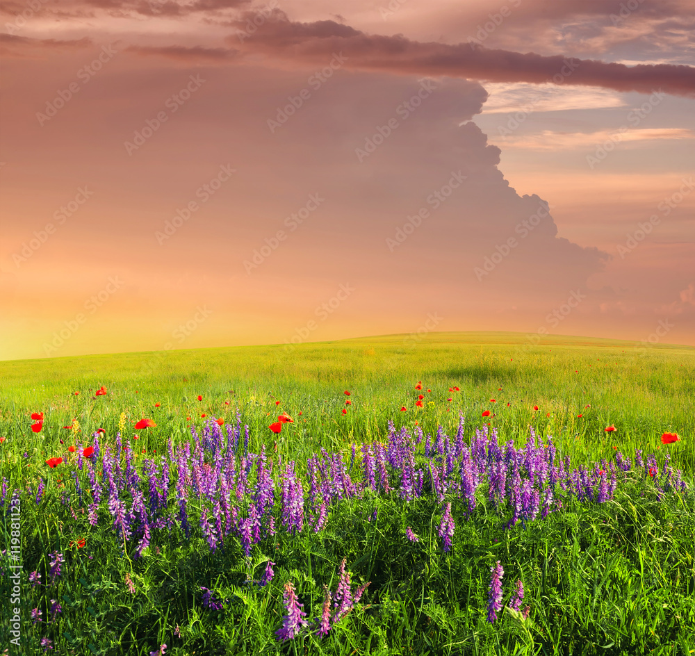 Field with flowers in mountain valley. Natural summer landscape during sunset.