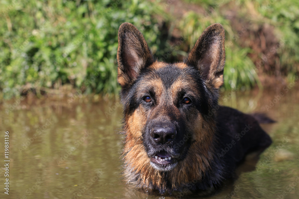 Wet dog german shepherd in a water in a summer day Wet dog german shepherd in a water in a summer day