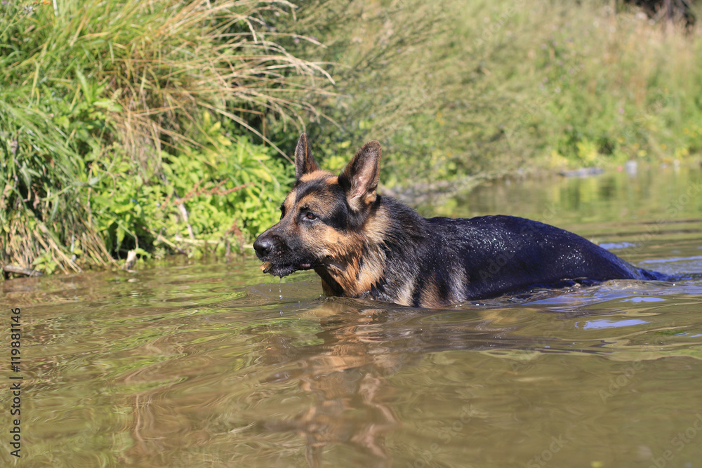 Wet dog german shepherd in a water in a summer day Wet dog german shepherd in a water in a summer day