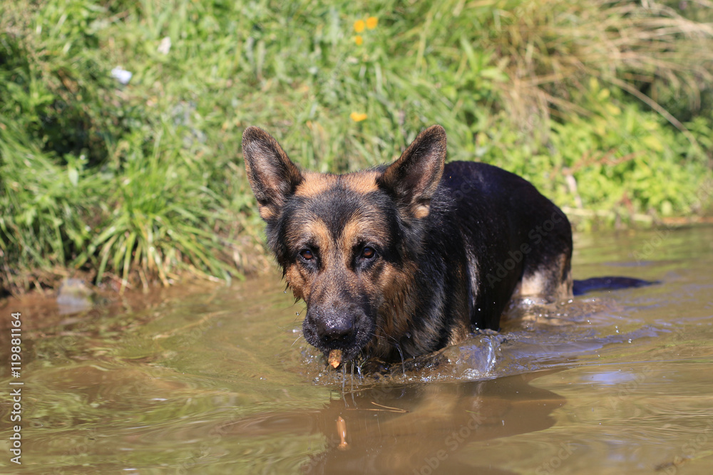 Wet dog german shepherd in a water in a summer day Wet dog german shepherd in a water in a summer day