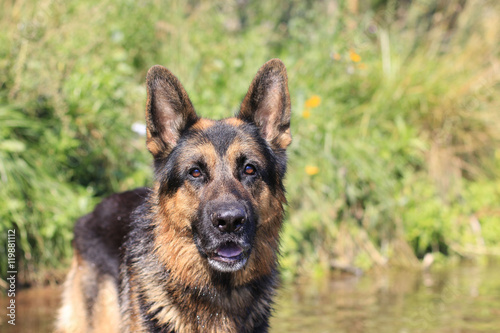 Wet dog german shepherd in a water in a summer day