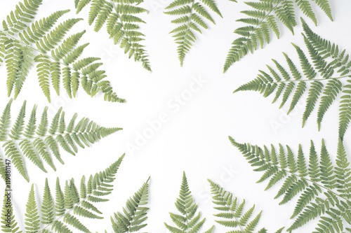 fern branches frame isolated on white background. flat lay, top view