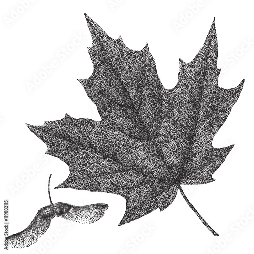 Black vintage engraving of autumn maple leaf
