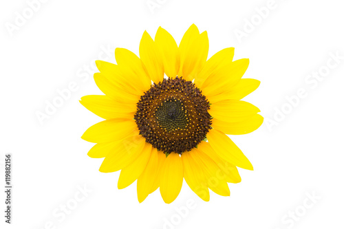 Sunflower on white
