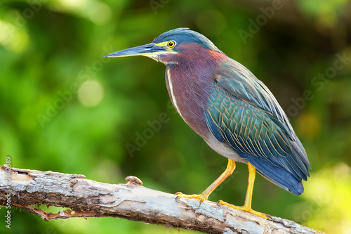 Green heron sitting on a tree photo