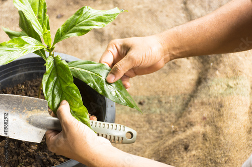 Man is planting noni tree in his pot.Top view and zoom in.