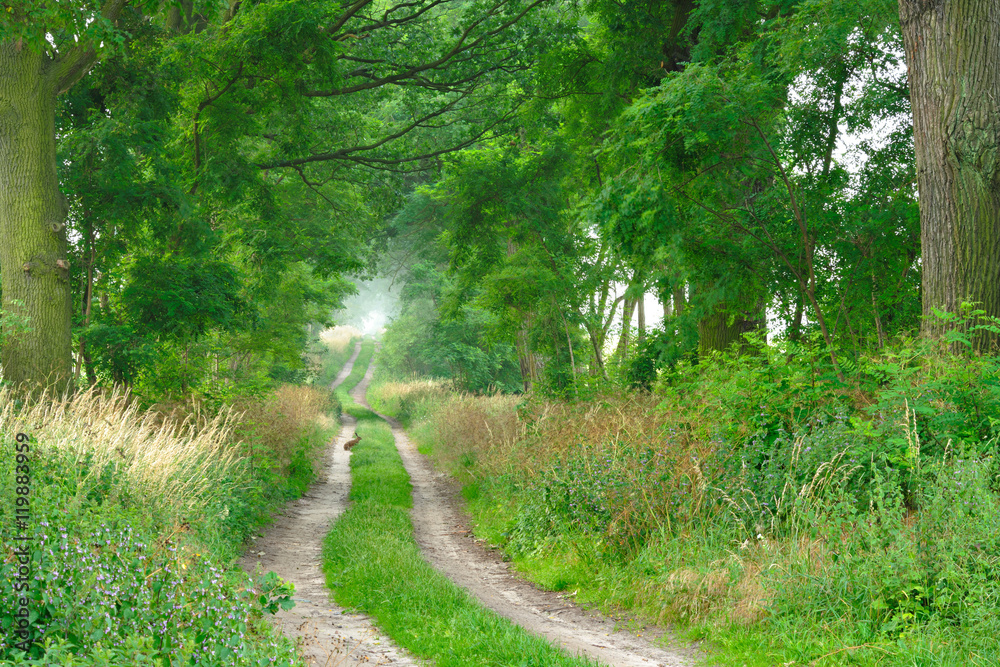 Tree lined Farm Track, Rabbit Sitting on the Road Tree lined Farm Track, Rabbit Sitting on the Road