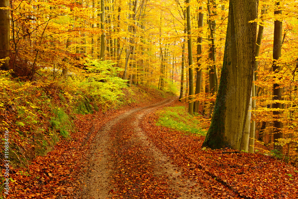 Fototapeta premium Winding Dirt Road through Forest of Beech Trees in Autumn, Leaves Changing Colour