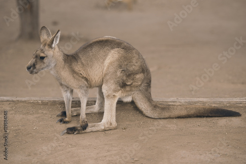 Australian kangaroo outdoors during the daytime.