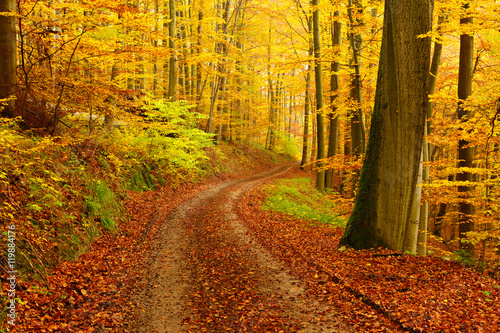 Fototapeta Naklejka Na Ścianę i Meble -  Winding Dirt Road through Forest of Beech Trees in Autumn, Leaves Changing Colour