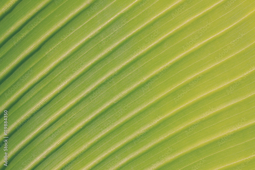 green leaf background green leaf background