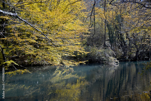 yellow autumn trees near water