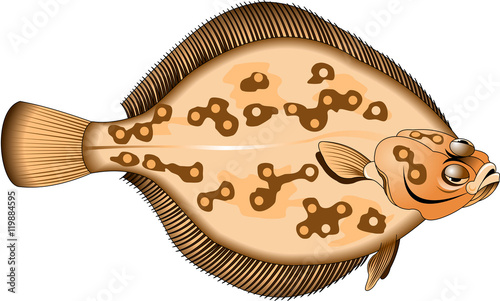 flounder