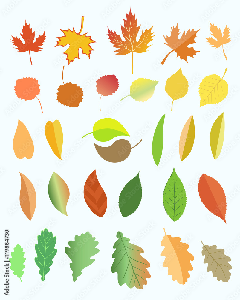 Fototapeta premium Autumn leaves.