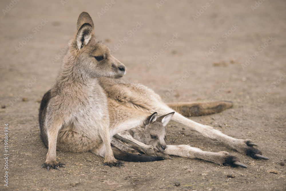 Australian kangaroo outdoors during the daytime. Australian kangaroo outdoors during the daytime.