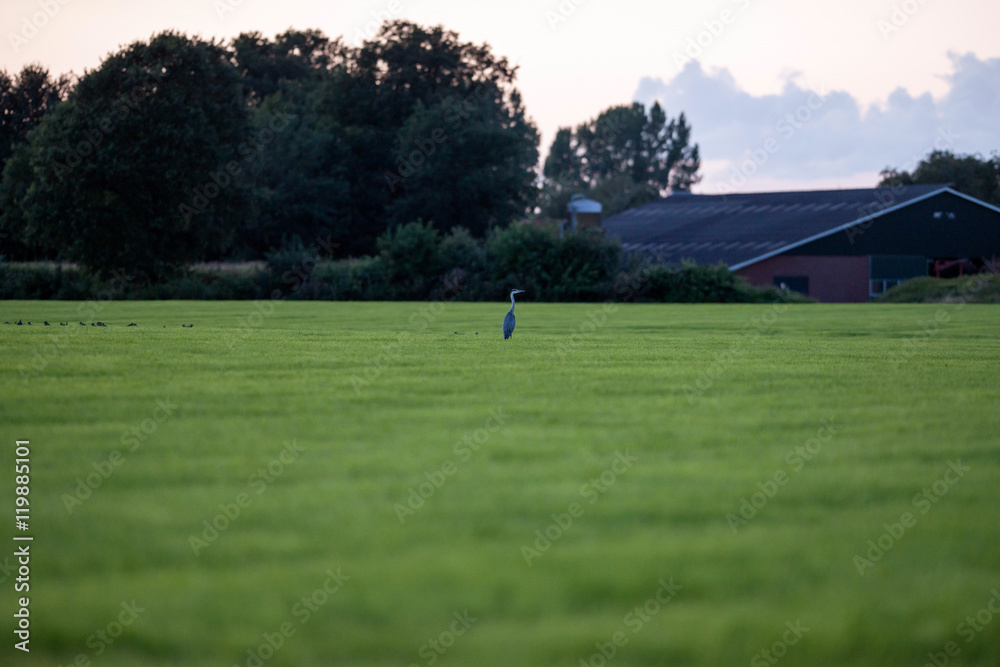 Obraz premium Hunting grey heron sitting in farmland looking for food. Geester