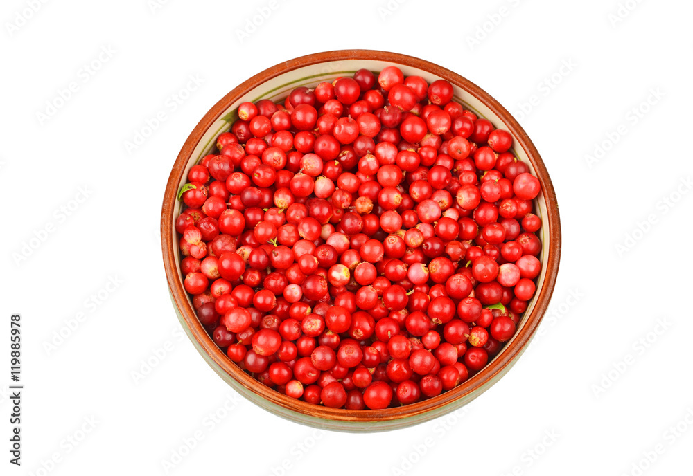 Lingonberry (Vaccinium vitis-idaea) Lingonberry (Vaccinium vitis-idaea)